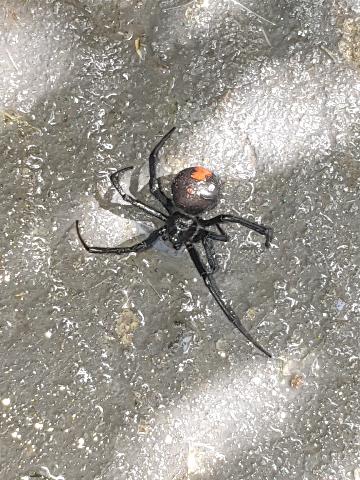 redback spider