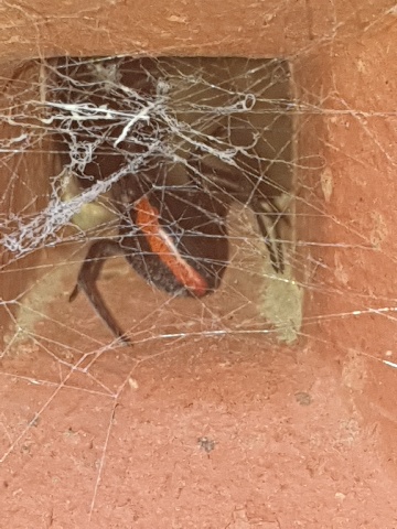 redback spider and web
