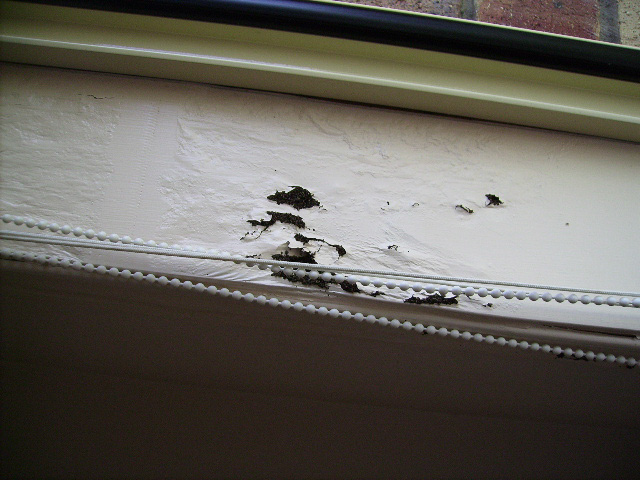 Active Termites Window Frame 38