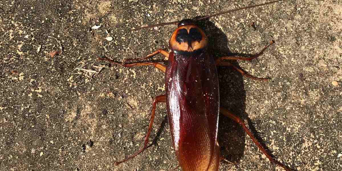 Urban pest control correspondence course - cockroach on ground