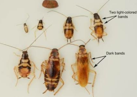 cockroaches with annotation