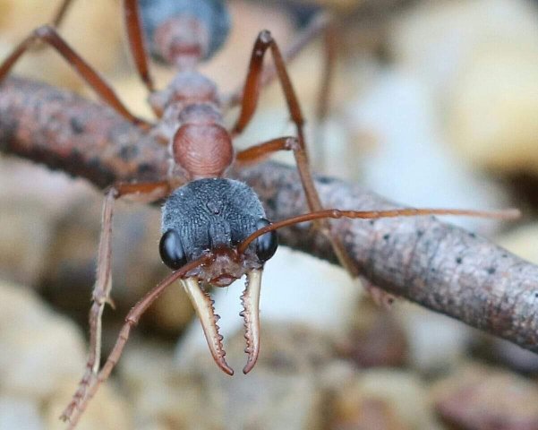 termite control and management