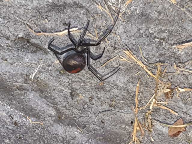 Redback spider