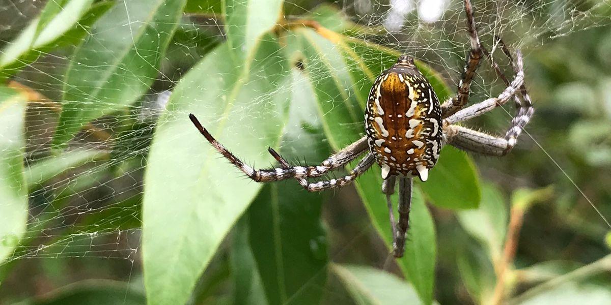 General Pest Control Course General Pest Management Licence Course - Correspondence