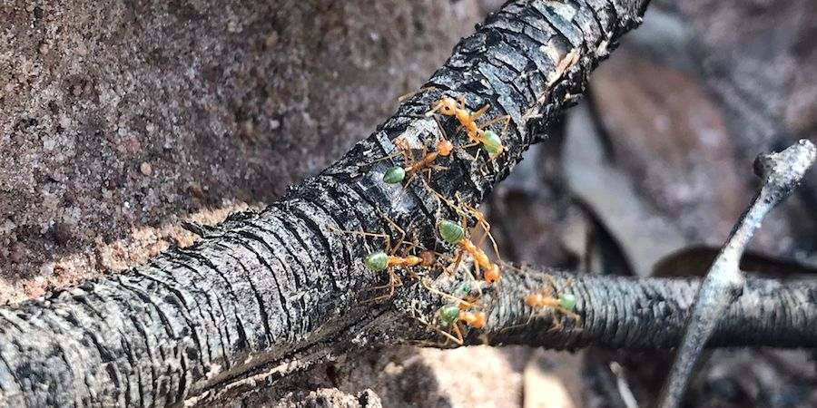 Green Ants Pest Control Green Ants - pest control correspondence course