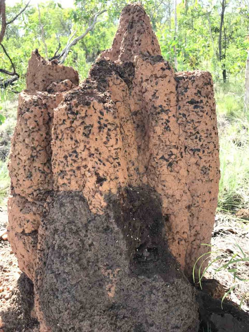 Meat Ants In Old Termite Nest