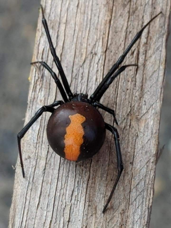 Pregnant redback spider