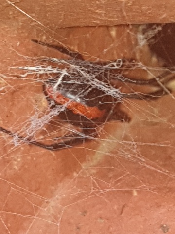 Redback spider