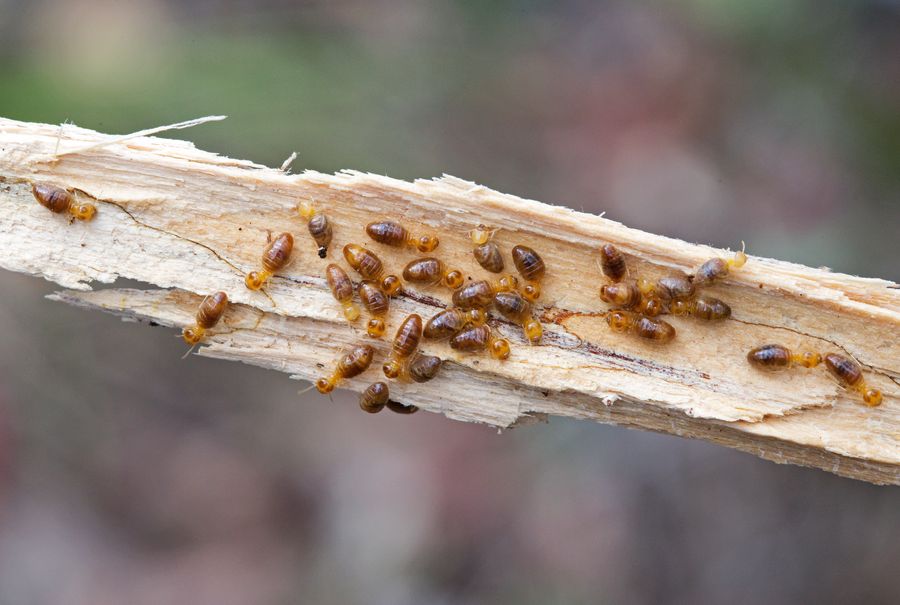 Termite and timber pest control course