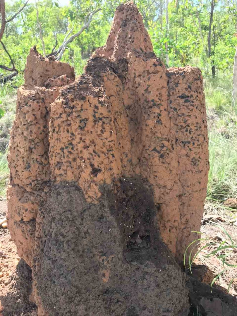 Termites vs Meat Ants