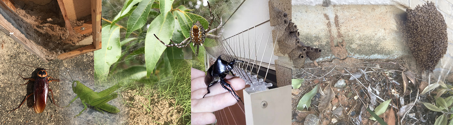 Examples of insects with Pest Management Training with MPL Training Centre