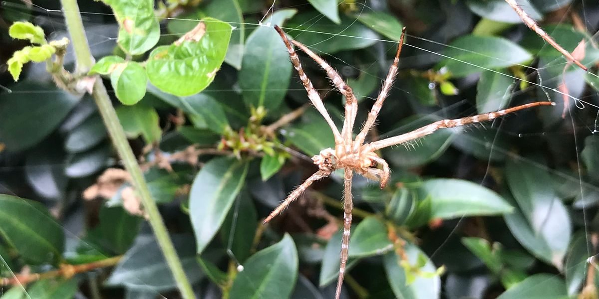 General pest control course - spider in web